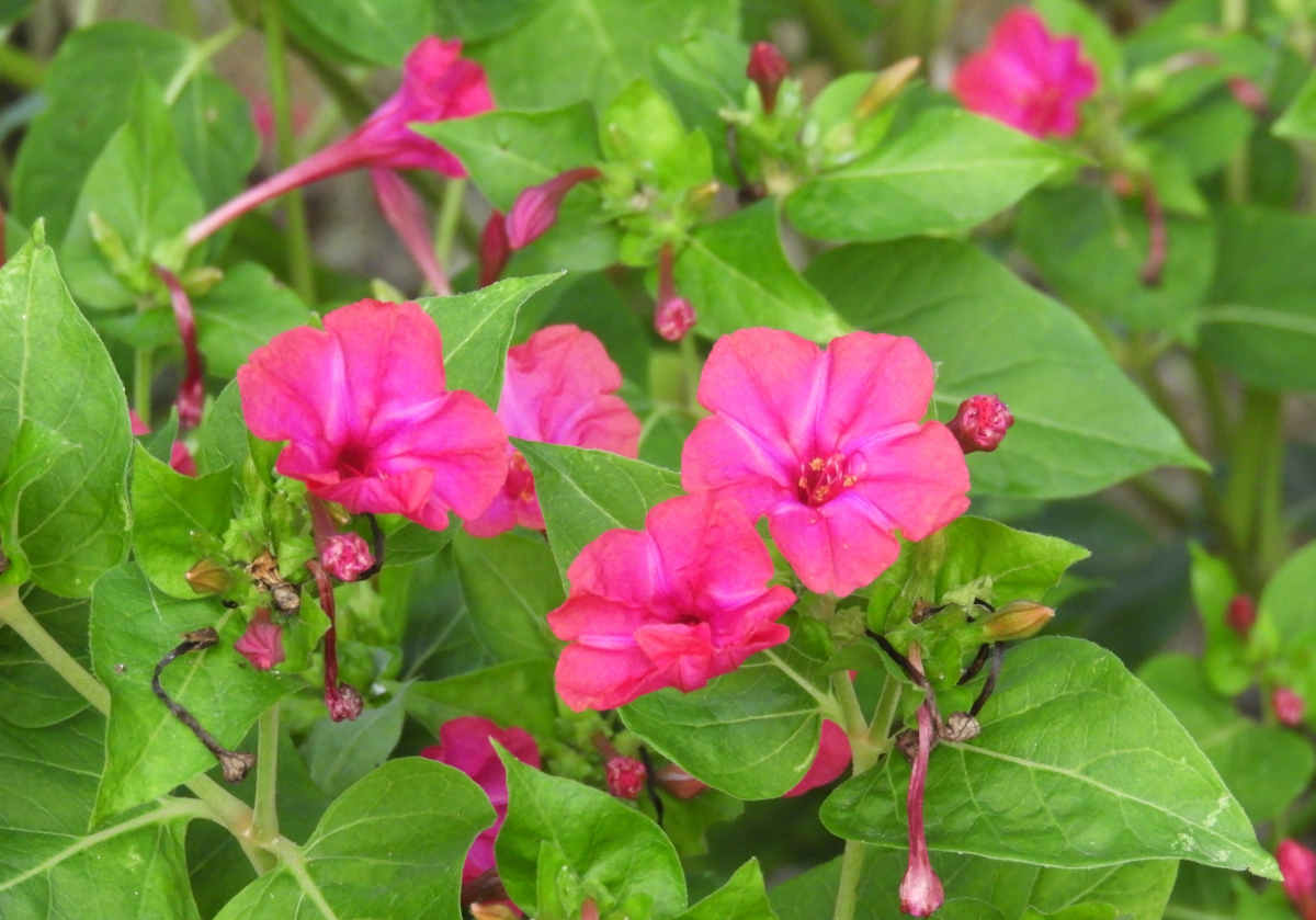 Belle de nuit - Mirabilis jalapa