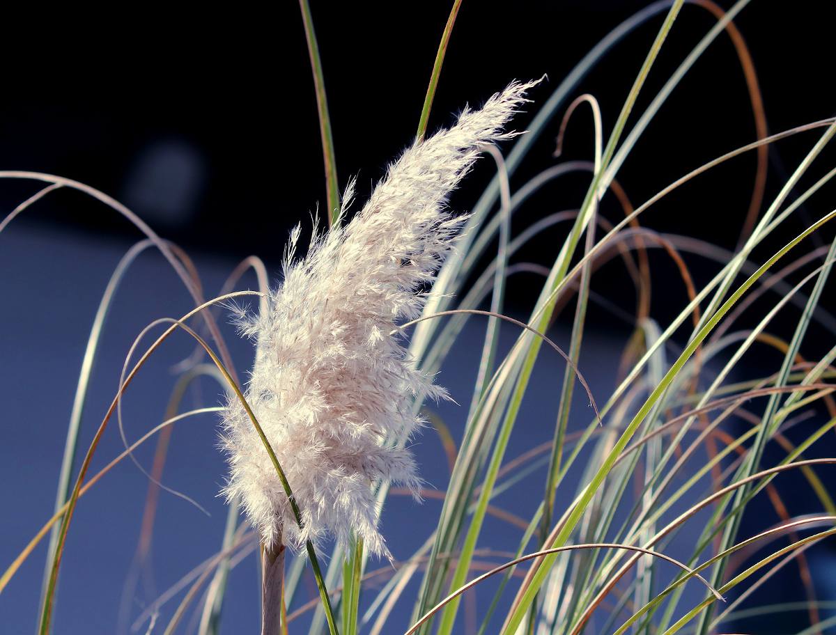 Herbe de la pampa - Cortaderia selloana