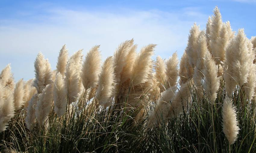 Finistère. L'envahissante herbe de la pampa va-t-elle faire