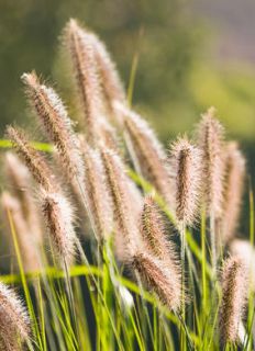 pennisetum