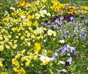 Viola cornuta : floraison, entretien, arrosage