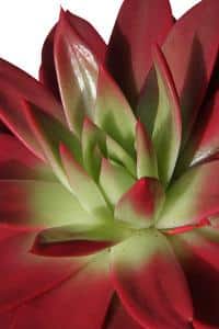 Plante Martine 12/06/2018 trouvé par Jov Echeveria-