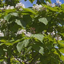 catalpa