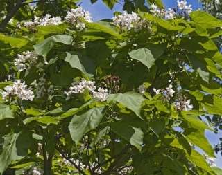 catalpa entretien taille