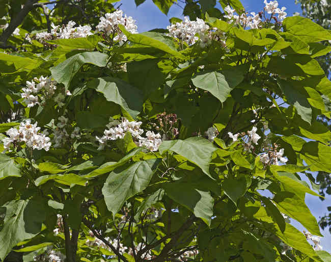 catalpa