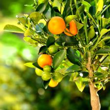 citrus mitis
