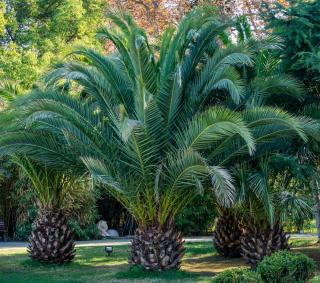 Phoenix canariensis