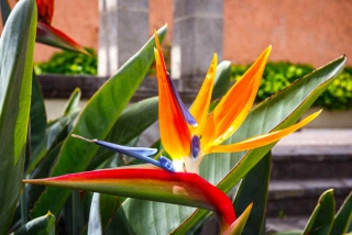 Strelitzia arrosage