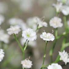 gypsophile