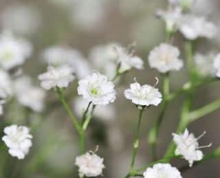 gypsophile