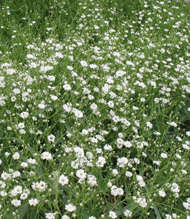 Gypsophile : entretien, plantation pour une belle floraison