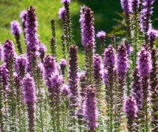 liatride liatris