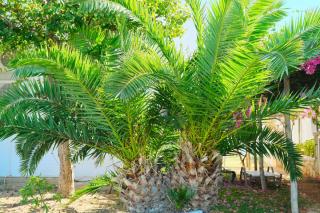 palmier des canaries - phoenix canariensis