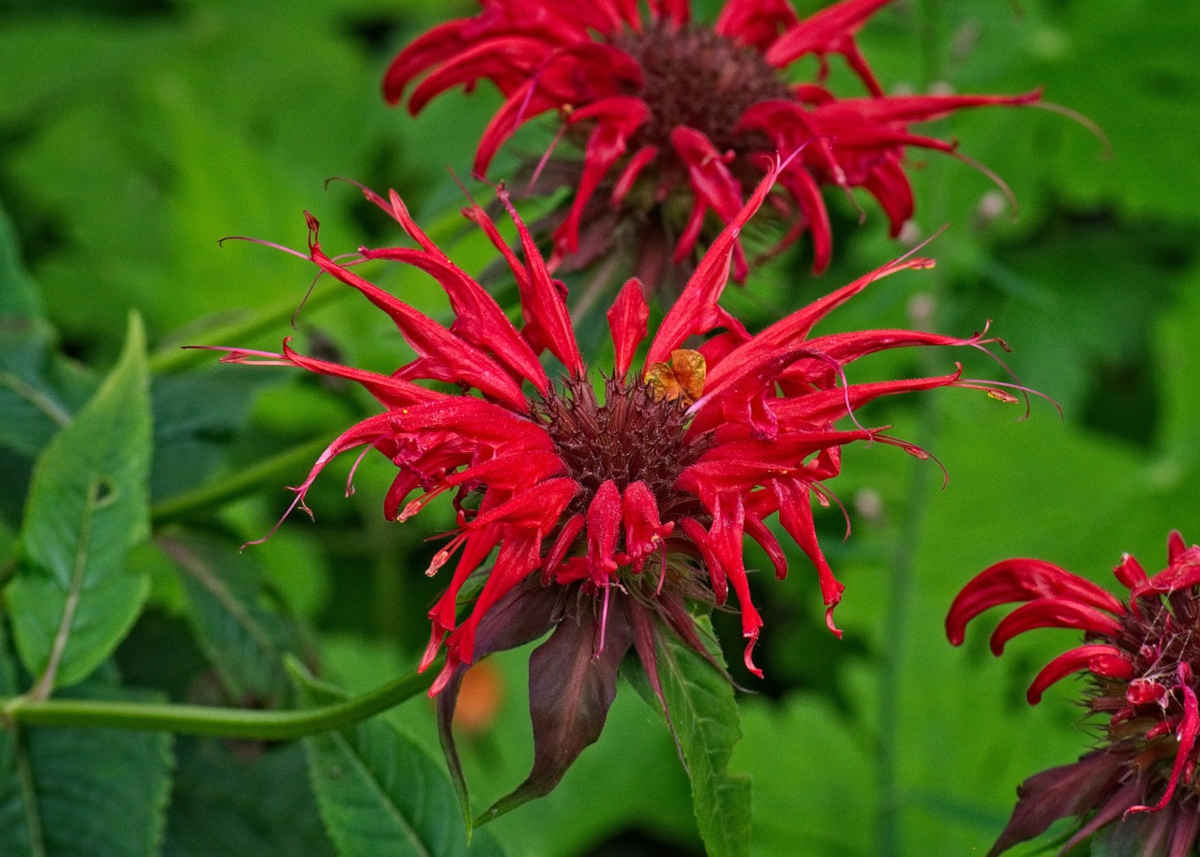 Monarde - monarda