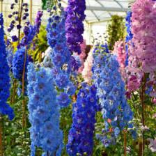 Delphinium