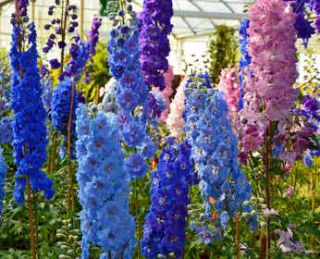 Delphinium