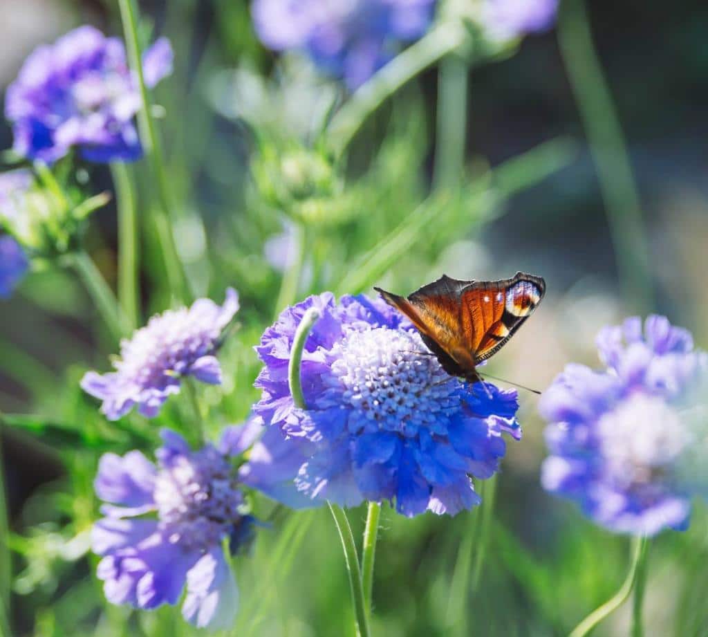 scabieuse du Caucase - Scabiosa caucasica