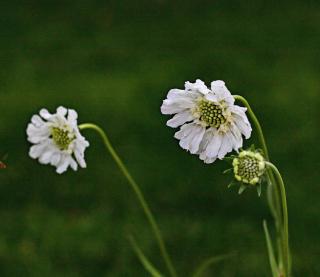 scabiosa caucasica alba - scabieuse blanche