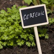 cerfeuil