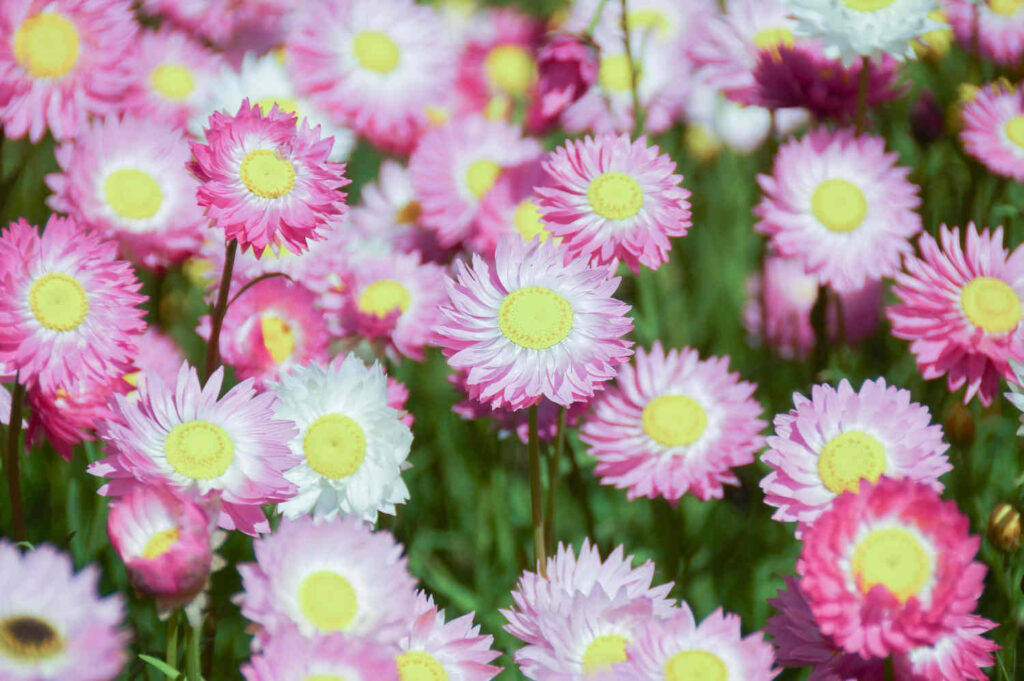 Acroclinium - Rhodanthe chlorocephala