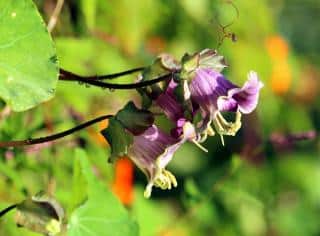 Cobée - cobaea scandens - culture et entretien