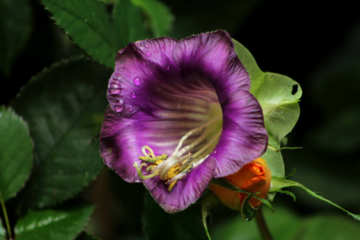 Cobée grimpante - Cobea scandens