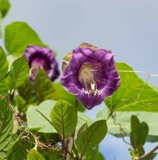 cobaea scandens - cobée grimpante - PLantation et semis