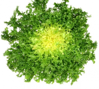 frisée récolte