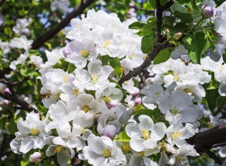 Pommier a fleurs ornement