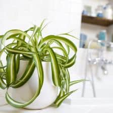 chlorophytum