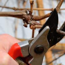 taille vigne