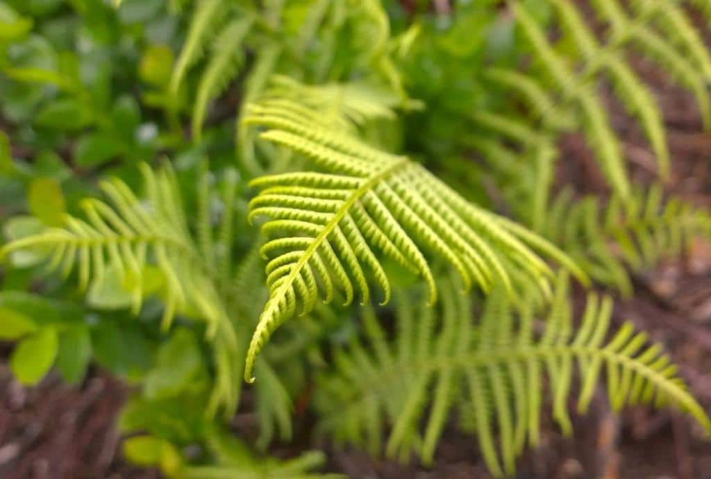 Athyrium filix-femina