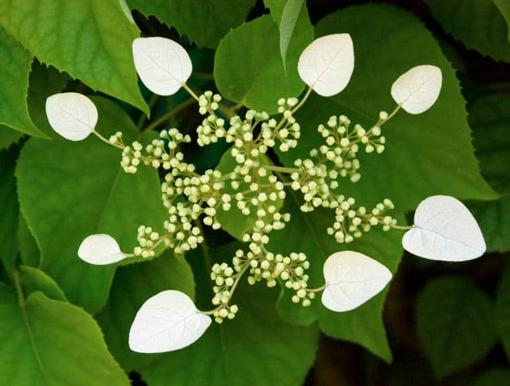 Schizophragma hydrangeoides