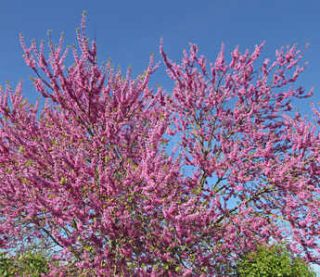 arbre de judee en fleur