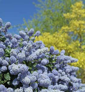 Créer Une Haie Fleurie Les Arbustes à Fleurs