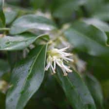 sarcococca