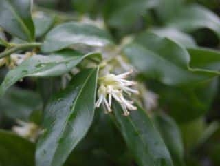 sarcococca plantation