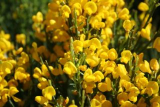 Cytisus à fleurs jaune