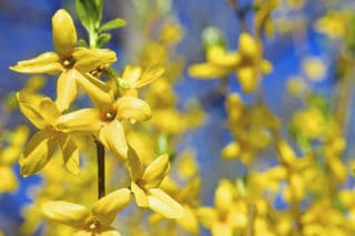 forsythia