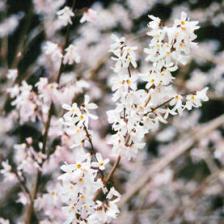 forsythia blanc
