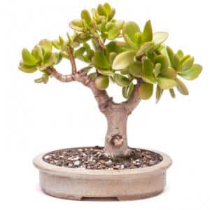 arbre de jade