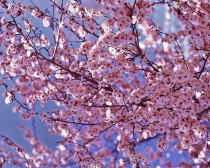 Arbre à fleurs de cerisier –