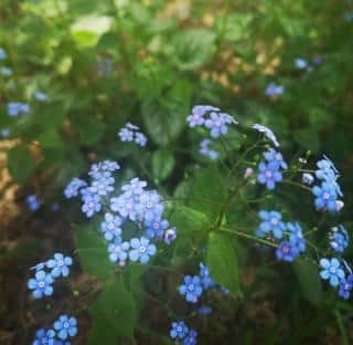 Brunnera