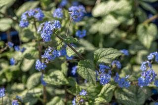 brunnera macrophylla