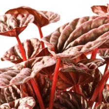 peperomia