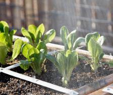 Preparing an organic square-foot vegetable patch