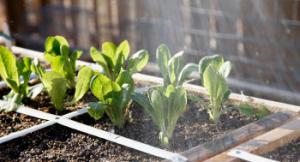 potager-en-carre-bio - Faire un potager en carrés bio ?