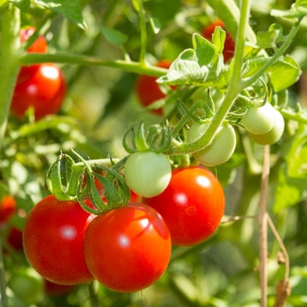 Tomate Cerise : nos conseils d'entretien – URBAN CUISINE