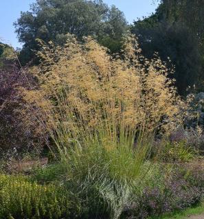 Stipa gigantea geant