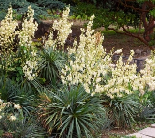 Yucca d'extérieur 